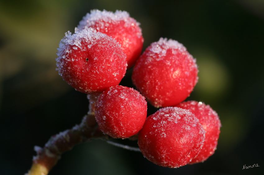 Rote Beeren
Schlüsselwörter: Rote Beeren