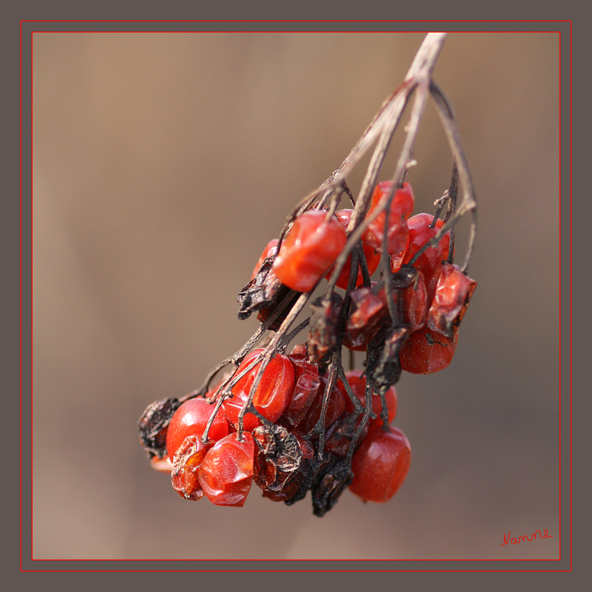 Winterbeeren
Schlüsselwörter: Beeren