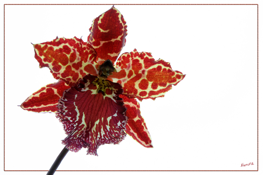 Odontoglossum-Hybride
Tigerorchidee
Auf dem Lichtkasten
Schlüsselwörter: Orchidee       Lichtkasten      Odontoglossum-Hybride     Tigerorchidee