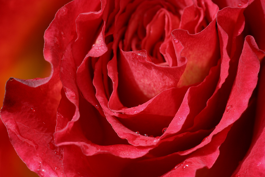 Rote Schönheit
Schlüsselwörter: Rot    Rose    nass