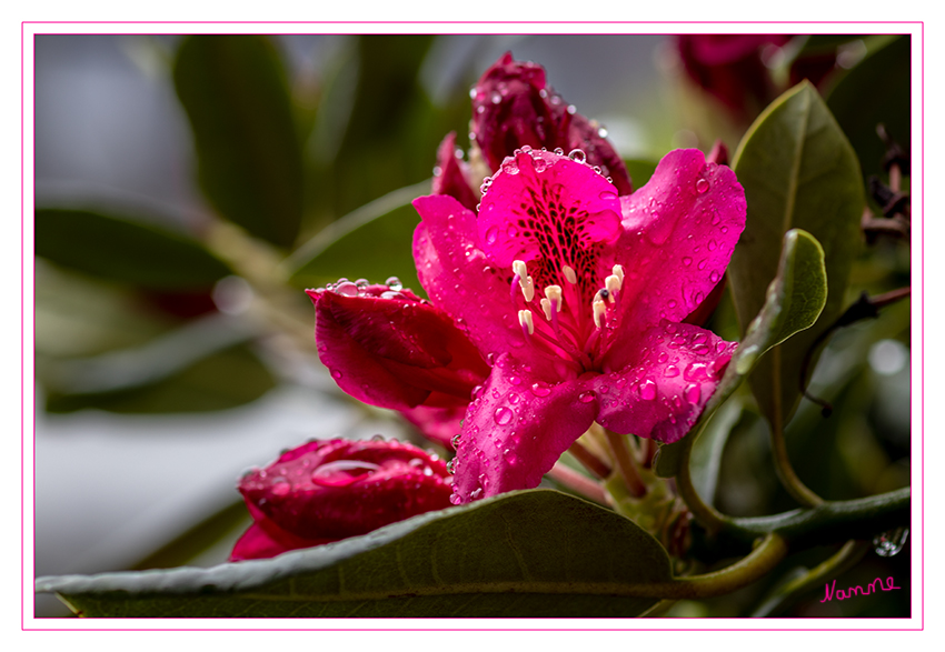 Nach dem Regen
Das Spektrum der Blütenfarben ist beim Rhododendron sogar größer als bei Rosen, denn es gibt sogar blau blühende Arten wie zum Beispiel Rhododendron impeditum. Die endständigen Blütenknospen werden schon im Vorjahr gebildet und öffnen sich bei den meisten Arten und Sorten im April und Mai. laut mein-schoener-garten
Schlüsselwörter: Rhododenron