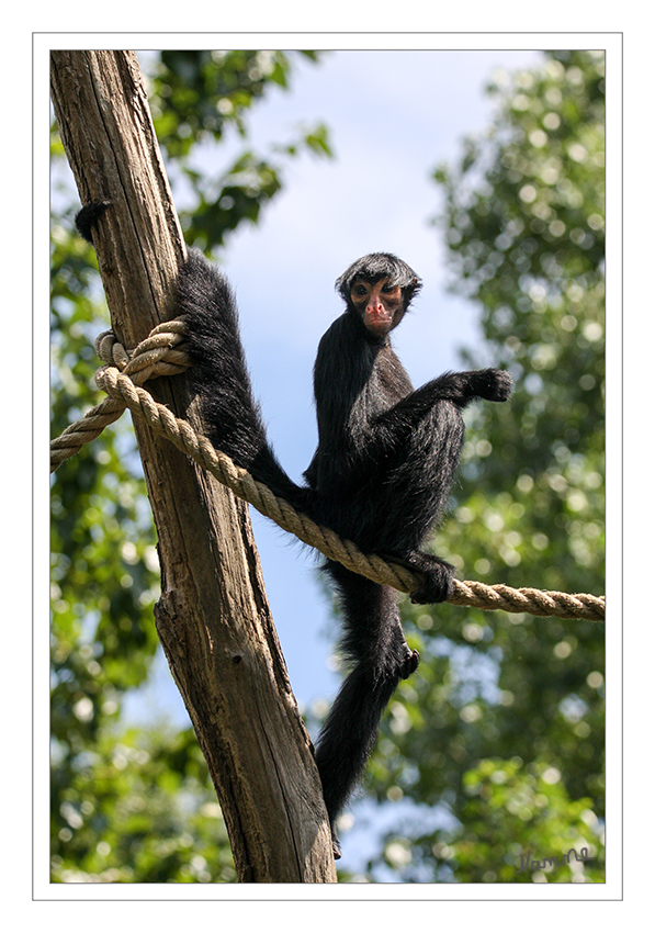 Rotgesicht - Klammeraffe
Diese Primaten sind Baumbewohner, die sich vorwiegend in der oberen Kronenschicht aufhalten. Wie alle Klammeraffen sind sie tagaktiv. Sie sind schnelle und geschickte Kletterer, die sich auf allen vieren oder schwinghangelnd fortbewegen. Dabei setzen sie den Greifschwanz so wie eine Gliedmaße ein. Sie können auch, beispielsweise bei der Nahrungssuche, nur an einer Gliedmaße oder am Schwanz hängen. laut Wikipedia
Schlüsselwörter: Affe, Klammeraffe