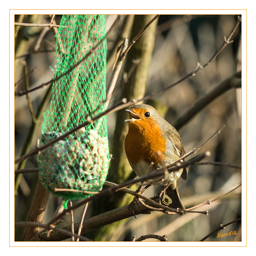 3 - Rotkehlchen
Das Rotkehlchen (Erithacus rubecula) ist eine Vogelart aus der Familie der Fliegenschnäpper (Muscicapidae). Es besiedelt Nordafrika, Europa und Kleinasien sowie die Mittelmeerinseln. laut Wikipedia
Schlüsselwörter: Rotkehlchen