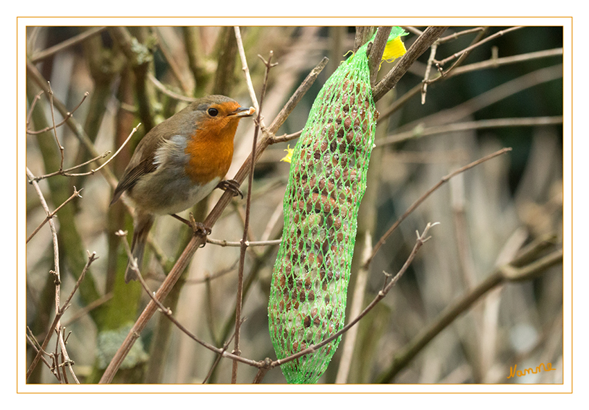 Rotkehlchen
Das Rotkehlchen ist eine Vogelart aus der Familie der Fliegenschnäpper. Es besiedelt Nordafrika, Europa und Kleinasien sowie die Mittelmeerinseln. Seine Nahrung besteht vor allem aus Insekten, kleinen Spinnen, Würmern und Schnecken. laut Wikipedia
Schlüsselwörter: Rotkehlchen