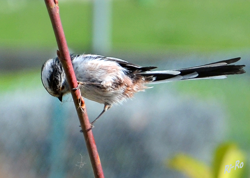 3 - Schwanzmeise
sie ist ein kleiner Sperlingsvogel. Ihren Namen verdankt sie dem langen Schwanz, der ihr ein präzises Ausbalancieren beim Hangeln auf den äußeren Enden feiner Zweige ermöglicht, auf denen sie vorrangig ihre Nahrung sucht.

(lt. Wikepedia u. Nabu)
Schlüsselwörter: Schwanzmeise