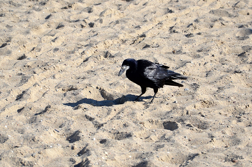 Saatkrähe
( Corvus frugilegus)
Markanter Schnabel und je nach Lichteinfall schillern Scheitel u. Nacken grünlich- oder violett-metallisch.
Die Geschlechter unterscheiden sich weder in Färbung noch in der Größe ( lt. Wikipedia)
Schlüsselwörter: Saatkrähe