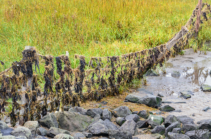 Gefüllter Zaun nach der Flut
Links Salzwiese, rechts das Watt bei Ebbe
Schlüsselwörter: Nordsee, Norden