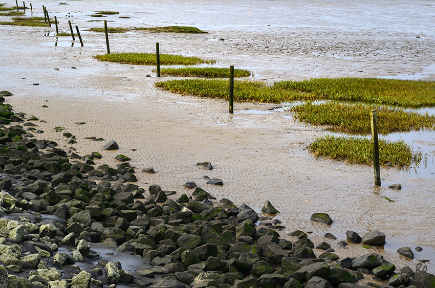 Beginn einer neuen Salzwiese
Sichtbar bei Ebbe
Schlüsselwörter: Nordsee, Norden