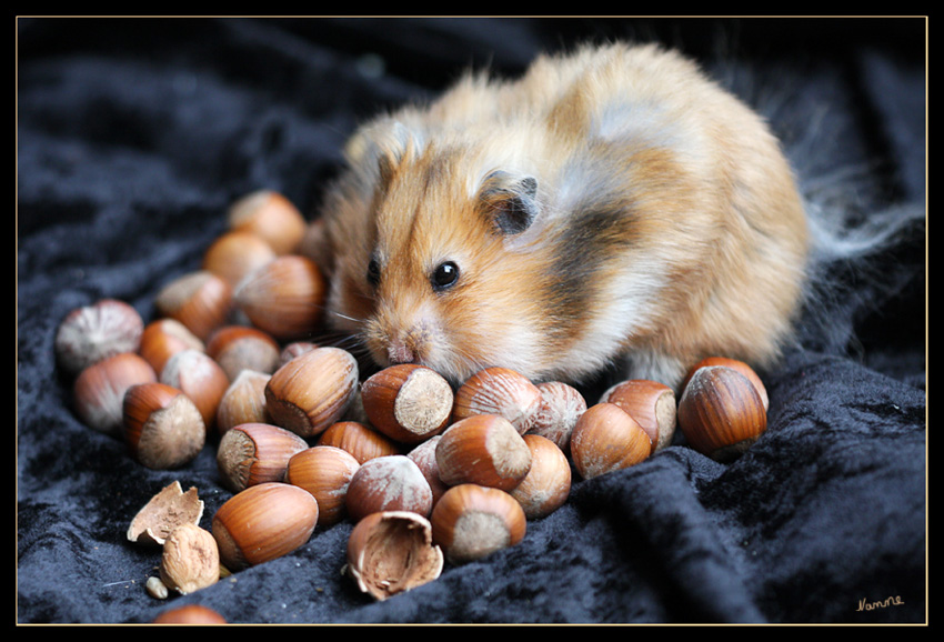 Mein Schatz....
Samantha unser Hamstermädchen
Schlüsselwörter: Hamster