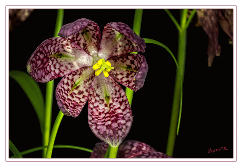 Schachbrettblume
Die Schachblume, auch Schachbrettblume oder Kiebitzei genannt, ist eine Pflanzenart aus der Familie der Liliengewächse. Sie wird als Zierpflanze verwendet und wurde zur Blume des Jahres 1993 gewählt. laut Wikipedia
Schlüsselwörter: Schachbettblume