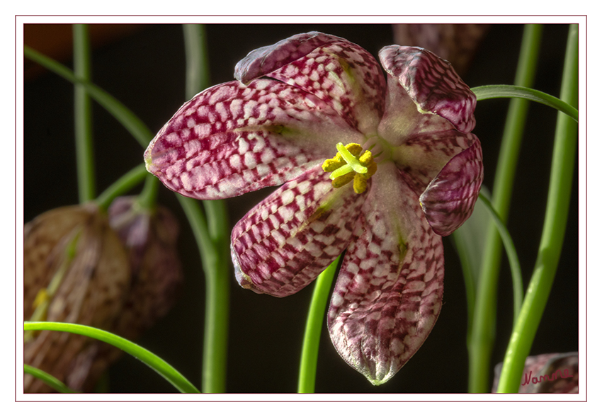 Schachbrettblume
Die erstmals 1572 in botanischer Literatur erwähnte Schachblume wurde in der zweiten Hälfte des 16. Jahrhunderts als Gartenpflanze nach Mitteleuropa eingeführt. Ein Stillleben des Holländers Jakob de Gheyn II., das zwischen 1600 und 1603 entstand, zeigt Schachbrettblume, Gretchen-im-Grünen, Rosen, Akelei, Maiglöckchen, Stiefmütterchen und eine Schrenk-Tulpe. Sie zählte im 17. Jahrhundert zu den beliebtesten Zierpflanzen der Barockgärten. Im Laufe des 19. Jahrhunderts geriet sie aus der Mode. laut Wikipedia
Schlüsselwörter: Schachbrettblume