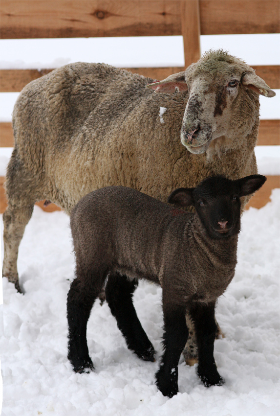 Winterfeeling
auch bei Tieren
Januar 2009
Schlüsselwörter: Schafe Schnee