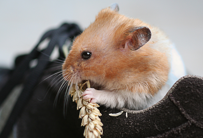 Schecki
Goldhamster und Ausbrecherkönig
Schlüsselwörter: Schecki Goldhamster