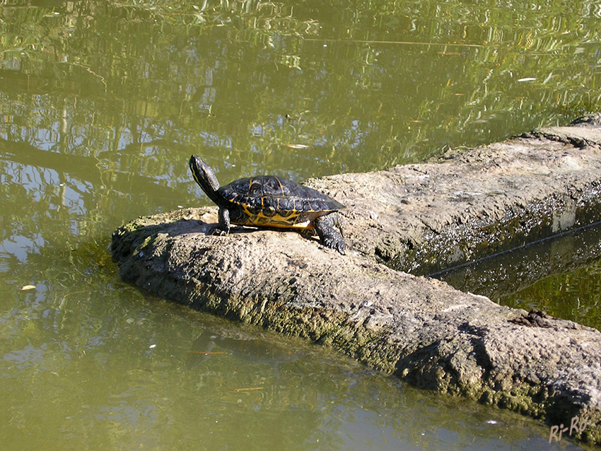 Schildkröte
Schlüsselwörter: Schildkröte