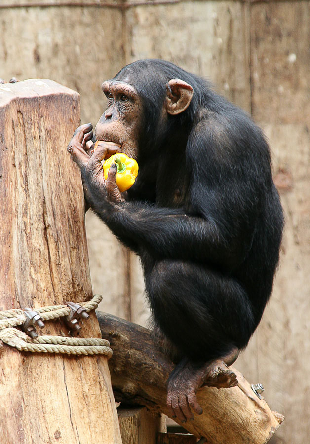 Mahlzeit
Zoo Krefeld
Schlüsselwörter: Zoo Krefeld, Schimpanse