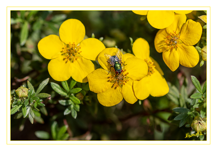 Schmeißfliege
Schlüsselwörter: Schmeißfliege, gelb, Blume