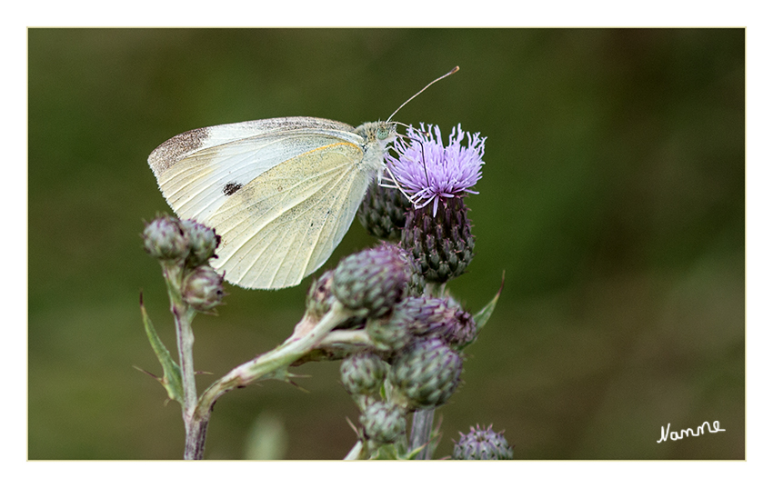 Einmal auftanken
Der Kleine Kohlweißling (Pieris rapae) ist ein Schmetterling (Tagfalter) aus der Familie der Weißlinge und gehört zu den am häufigsten in Mitteleuropa vorkommenden Tagfaltern.
laut Wikipedia
Schlüsselwörter: Kohlweisling Schmetterling