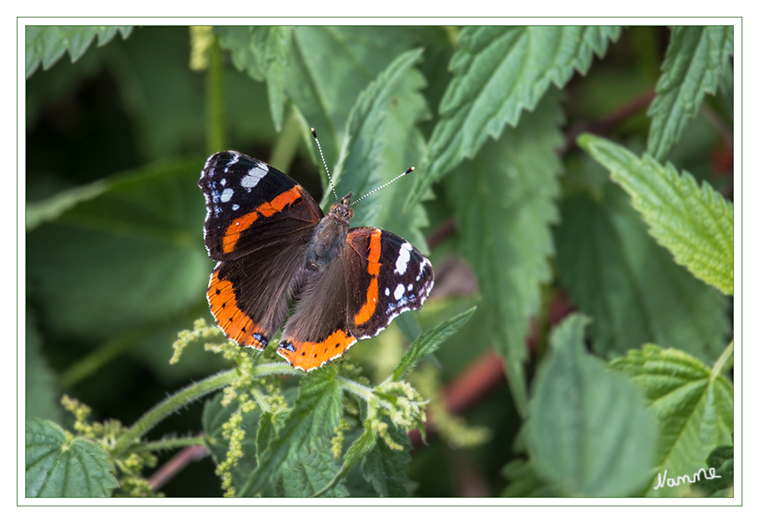 Admiral
Der Admiral (Vanessa atalanta, syn. Pyrameis atalanta) ist ein Schmetterling aus der Familie der Edelfalter (Nymphalidae).
Sie fliegen in Mitteleuropa in einer Generation von Juni bis Oktober, in warmen Gebieten auch in drei bis vier Generationen von Februar bis November.
laut Wikipedia
Danke an Roland für die Info
Schlüsselwörter: Schmetterling Admiral