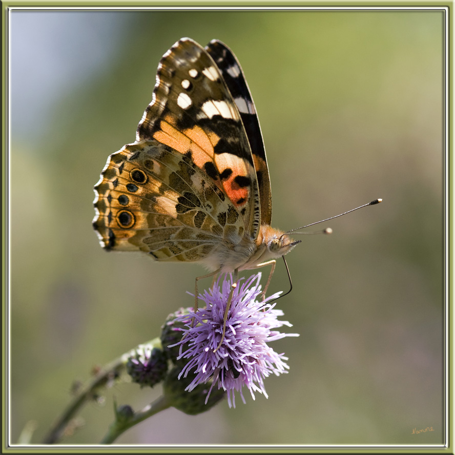 Distelfalter
Der Distelfalter (Vanessa cardui; Syn.: Cynthia cardui) ist ein Schmetterling aus der Familie der Edelfalter (Nymphalidae).
Schlüsselwörter: Distelfalter
