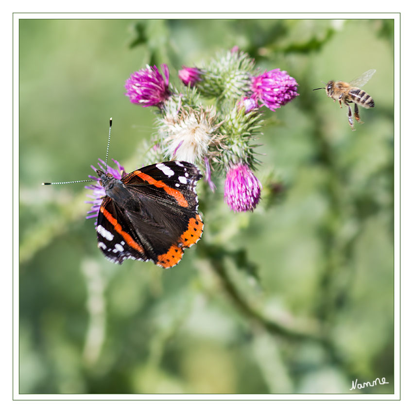 Besuchszeit
Admiral auf Distelblüte mit Biene im Anflug
Schlüsselwörter: Schmetterling Admiral