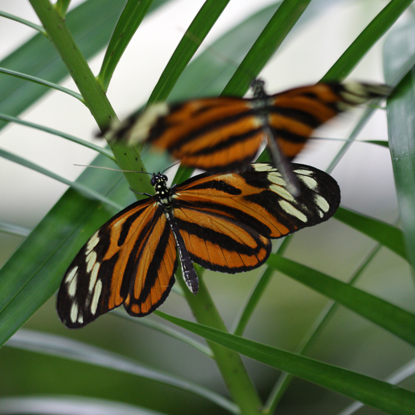 Umschwärmt
Schmetterlinge im tropischen Schmetterlingshaus des Maximilianparks
Schlüsselwörter: Schmetterlinge             Maximilianpark