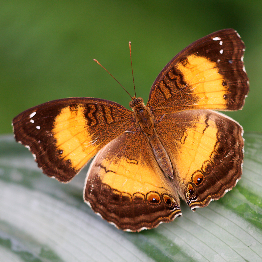 Kleine Schönheit
Bis zu 80 verschiedene Schmetterlingsarten aus den tropischen Regionen von Süd- und Mittelamerika, Afrika, Thailand, Malaysia und den Philippinen leben im Laufe einer Saison im größten tropischen Schmetterlingshaus in NRW.

Laut Angelika Ley handelt es sich hier um einen Augenfalter aus Tansania den Junonia terea. Danke für die Info.
Schlüsselwörter: Schmetterling