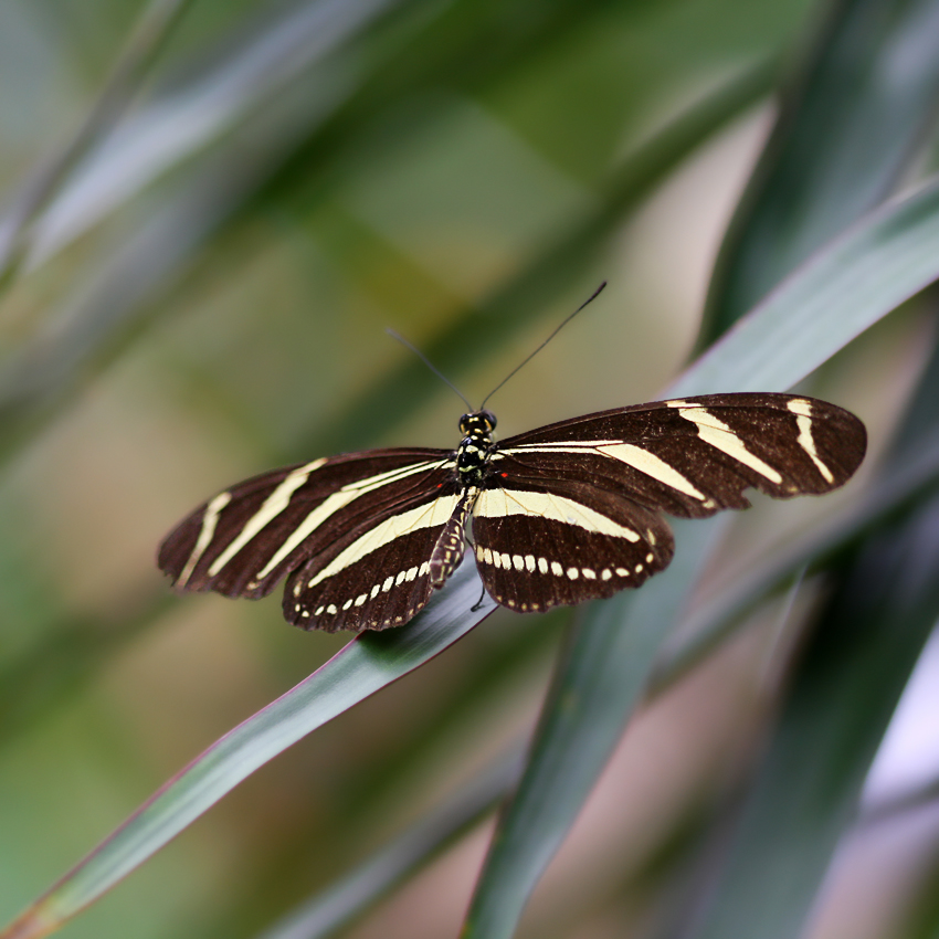 Schmetterling
aus dem Schmetterlingshaus Maximilianpark

Heliconius charitonius auch als Zebra Longwing oder Héliconius-zébra bezeichnet ist ein auffälliger Schmetterling der neotropischen Faunenregion (Südamerika)
Dank an Angelika für den Tipp
Schlüsselwörter: Schmetterling