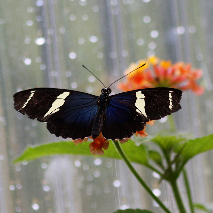 Schmetterling
aus dem Schmetterlingshaus Maximilianpark
Die Schmetterlinge fliegen frei durch das rund 450 qm große Tropenparadies. 

Kleiner blauer Grieche, Heliconius sara
Dank an Angelika für den Tipp
Schlüsselwörter: Schmetterling