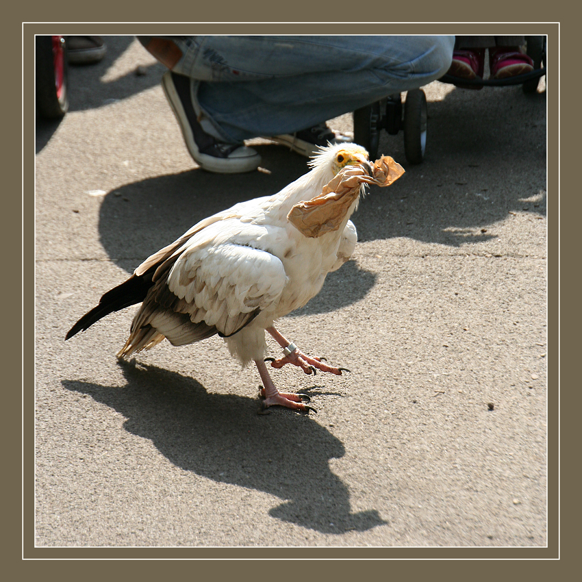 Schmutz gehört nicht auf den Weg.............
Der Schmutzgeier (Neophron percnopterus) ist ein Greifvogel aus der Familie der Habichtartigen.

laut Wikipedia
