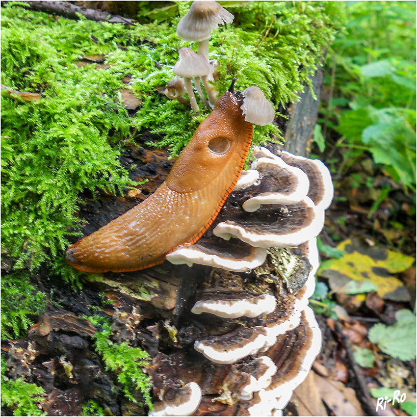 "Mir schmeckt`s"
Verzehrt wird Rosablättriger Helmling. Unterhalb ist ein Zunderpilz.
Schlüsselwörter: Schnecke