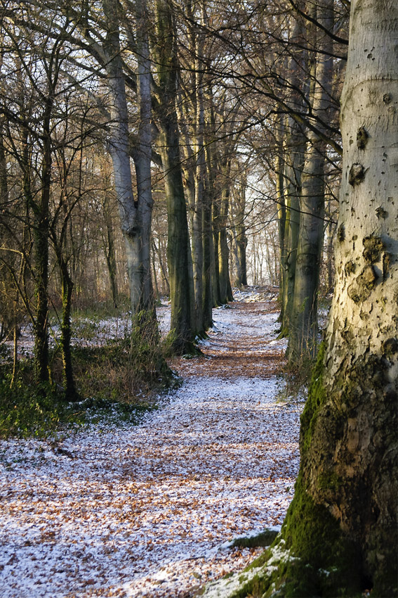 Schnee in Liedberg
Schlüsselwörter: Schnee                     Liedberg