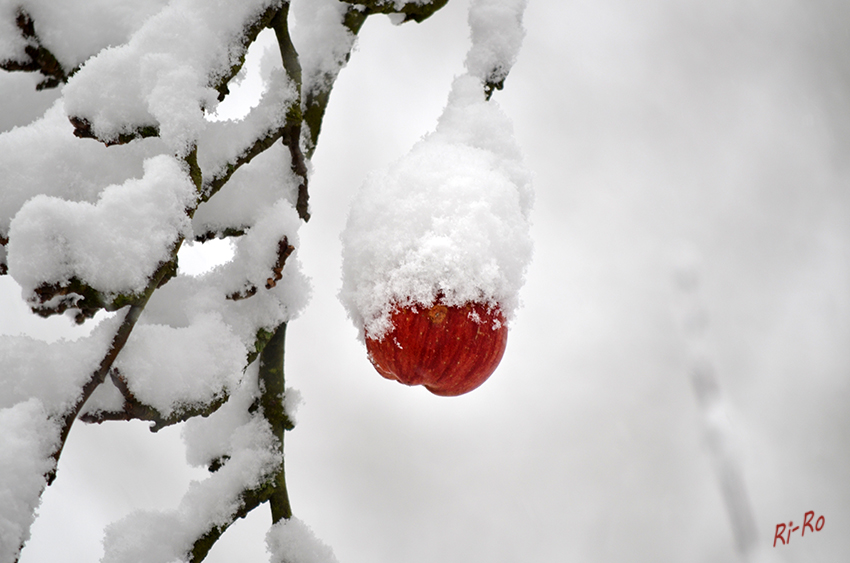 Apfel mit Schneehaube am Baum
Schlüsselwörter: Winter, Schnee