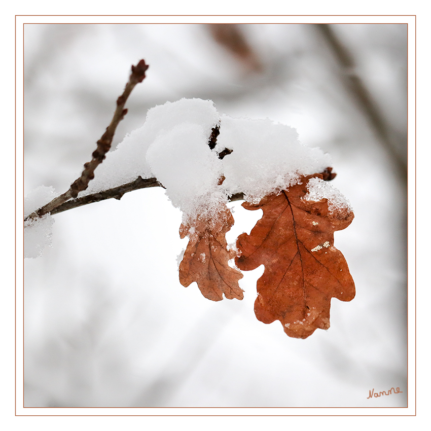 Winterintermezzo
Schlüsselwörter: Winter, Schnee