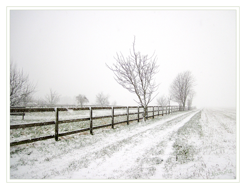 Schneefall im Januar
Kurzes Wintergastspiel
Schlüsselwörter: Schneelandschaft Schneefall Schnee