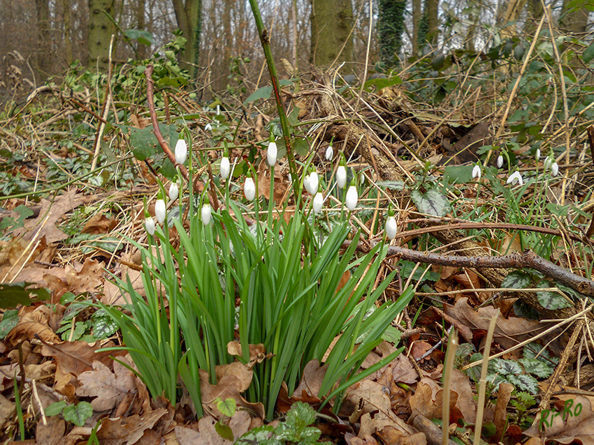 Schneeglöckchen
Erste Blüten im Wald
Schlüsselwörter: Schneeglöckchen