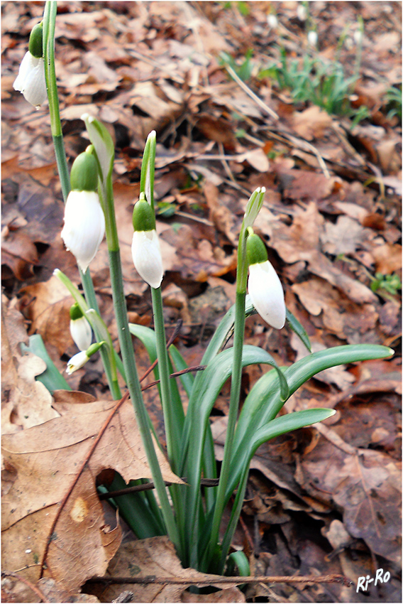 Schneeglöckchen
 "Die Schneeglöckchen (Galanthus) bilden eine Pflanzengattung innerhalb der Famile der Amaryllisgewächse".
Schlüsselwörter: Schneeglöckchen