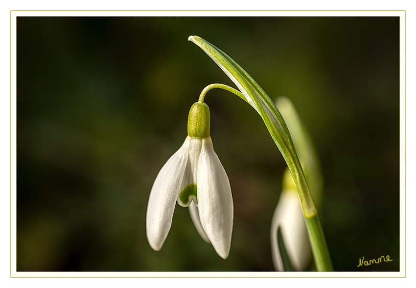 Schneeglöckchen
Sie kommen in Waldwiesen, Auen und Laubwäldern vor und bevorzugen feuchte und schattige Standorte. Sie werden häufig als erste Frühlingsboten betrachtet und deshalb auch gerne in Grünanlagen und Gärten gepflanzt.laut Wikipedia
Schlüsselwörter: Schneeglöckchen