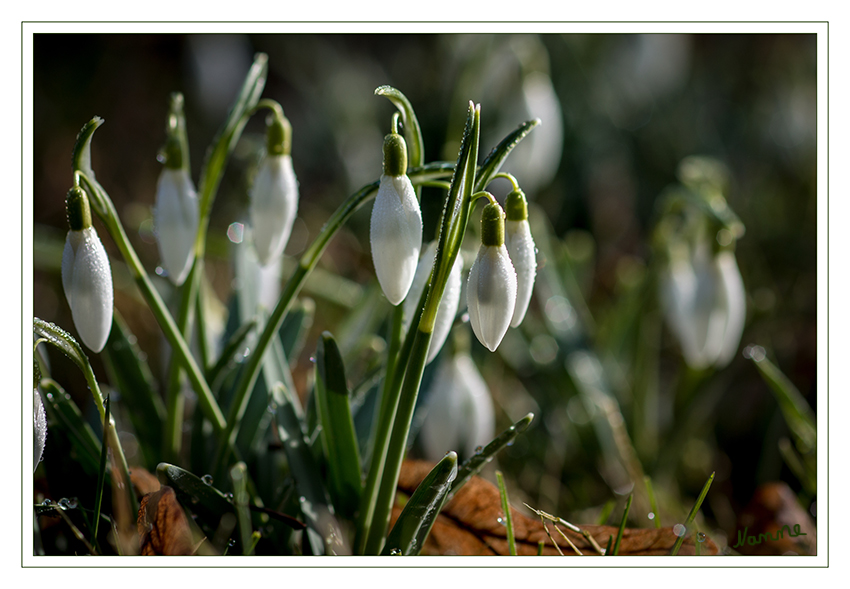 Schneeglöckchen
Sie kommen in Waldwiesen, Auen und Laubwäldern vor und bevorzugen feuchte und schattige Standorte. Sie werden häufig als erste Frühlingsboten betrachtet und deshalb auch gerne in Grünanlagen und Gärten gepflanzt. In Mitteleuropa ist nur das Kleine Schneeglöckchen heimisch. laut Wikipedia
Schlüsselwörter: Schneeglöckchen