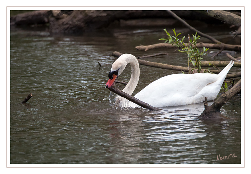 Wir bauen ein Nest
Schwäne unterscheiden sich von den Gänsen im engeren Sinn durch einen noch längeren Hals, der ihnen das Gründeln im tieferen Wasser ermöglicht, und die Körpergröße, die sie zu den größten Wasservögeln macht. Ihre Flügelspannweite kann bis zu 240 cm betragen, ihr Gewicht 14,3 kg erreichen. laut Wikipedia
Schlüsselwörter: Schwäne, Höckerschwan