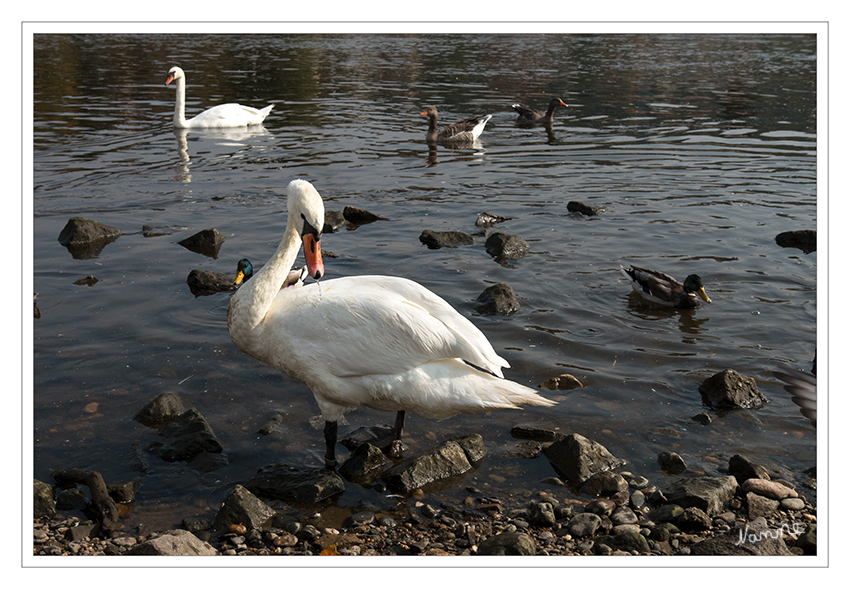 Weißer Schwan
Erwachsene Vögel besitzen ein einheitlich weißes Gefieder. Durch den orange-rot gefärbten Schnabel mit schwarzer Schnabelspitze und -wurzel kann er von anderen Schwänen unterschieden werden. Der schwarze Schnabelhöcker ist am stärksten bei Männchen während der Brutzeit ausgebildet. laut Wikipedia
Schlüsselwörter: Schwan