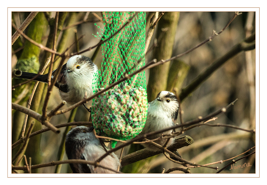 Schwanzmeisen
Die Schwanzmeise (Aegithalos caudatus) ist ein kleiner Sperlingsvogel aus der Familie der Schwanzmeisen (Aegithalidae). Ihren Namen verdankt sie dem langen Schwanz, der ihr ein präzises Ausbalancieren beim Hangeln auf den äußeren Enden feiner Zweige ermöglicht, auf denen sie vorrangig ihre Nahrung sucht. laut Wikipedia
Schlüsselwörter: Schwanzmeisen