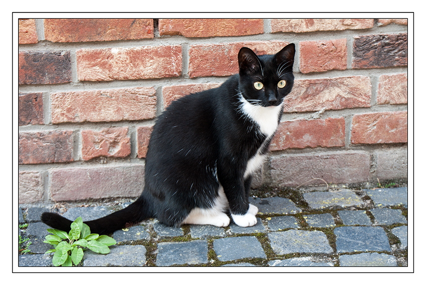 Nur eine kleine Katze
die schön brav für mich Modell saß
Schlüsselwörter: Katze