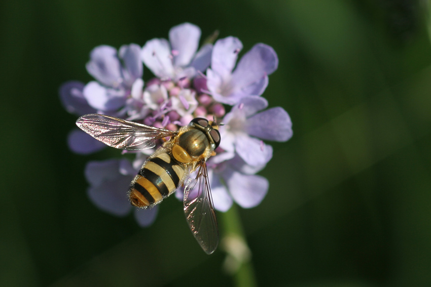 Schwebfliege
(Syrpidae)
Ihr auffälligstes Merkmal ist ihre Fähigkeit, auch bei bewegter Luft mit hoher Konstanz fliegend auf einer Stelle zu verharren (Name)
