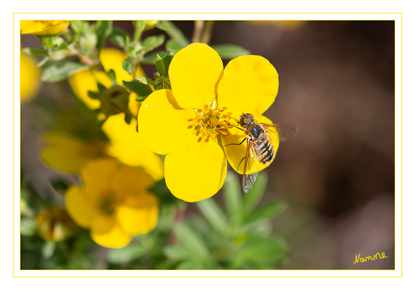 Schwebfliege
Schlüsselwörter: Schwebfliege, gelb, Blume