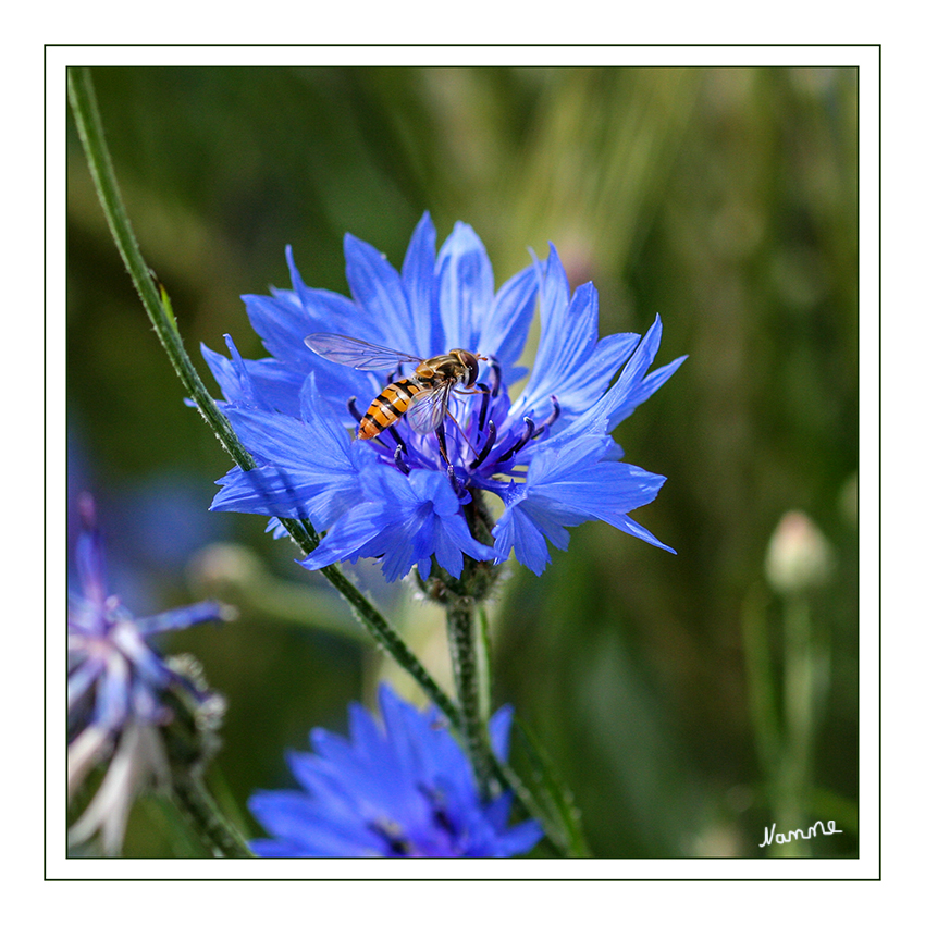 Schwebfliege
Die Schwebfliegen (Syrphidae), auch Stehfliegen oder Schwirrfliegen genannt, stellen eine Familie der Ordnung Zweiflügler (Diptera) dar.
laut Wikipedia
Schlüsselwörter: Schwebfliege