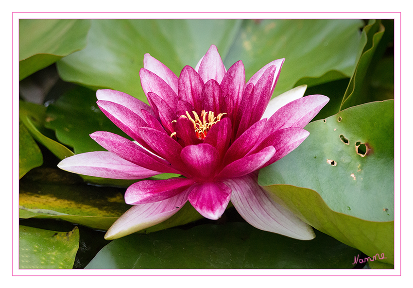 Seerose in Rot
Als Wasserpflanze zählt die Seerose zu den Hydrophyten und besitzt einige besondere Angepasstheiten, die bspw. im Blattquerschnitt zu erkennen sind. Diese morphologischen Adaptationen haben zum Ziel, das Blatt schwimmfähig zu machen (große, luftbefüllte Interzellularräume) und die Transpirationsrate zu steigern (große Blätter, Epidermen mit sehr dünner oder ohne Cuticula). laut Wikipedia
Schlüsselwörter: Seerose,