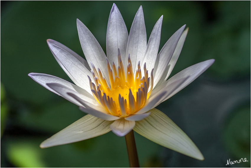 Seerose
Die Weiße Seerose (Nymphaea alba), im Volksmund oft als Wasserlilie bezeichnet, ist eine Pflanzenart aus der Familie der Seerosengewächse (Nymphaeaceae). Sie gilt als typische Vertreterin der Schwimmblattpflanzen. 
laut Wikipedia
Schlüsselwörter: Seerose
