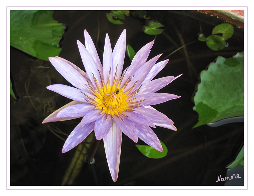 Seerose in Lila
Als Wasserpflanze zählt die Seerose zu den Hydrophyten und besitzt einige besondere Angepasstheiten, die bspw. im Blattquerschnitt zu erkennen sind. Diese morphologischen Adaptationen haben zum Ziel, das Blatt schwimmfähig zu machen (große, luftbefüllte Interzellularräume) und die Transpirationsrate zu steigern (große Blätter, Epidermen mit sehr dünner oder ohne Cuticula). laut Wikipedia
Schlüsselwörter: Seerose,