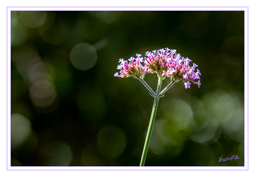 Sonnenbad
Schlüsselwörter: Blume