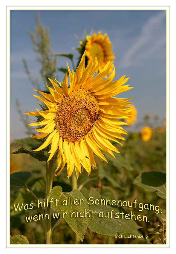 Sonnenblume
Schlüsselwörter: Sonnenblume